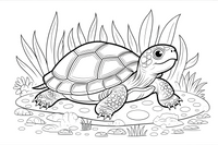 turtle